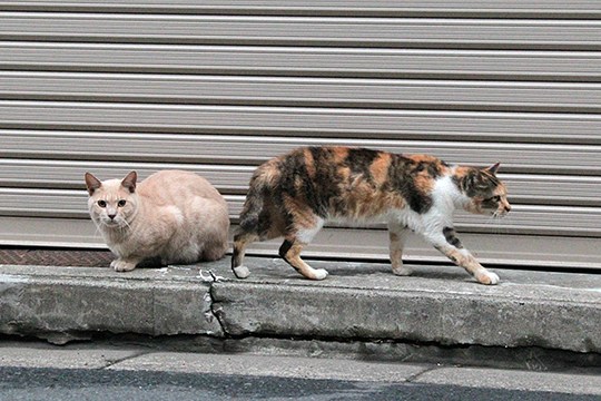 街のねこたち