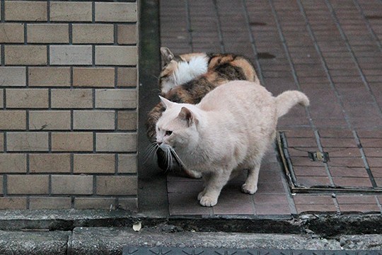 街のねこたち