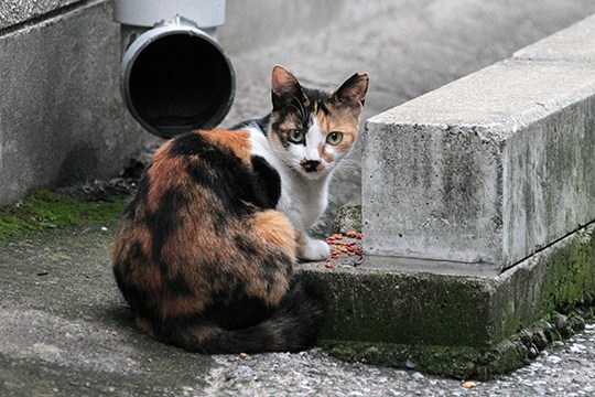 街のねこたち