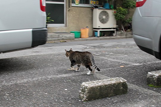 街のねこたち