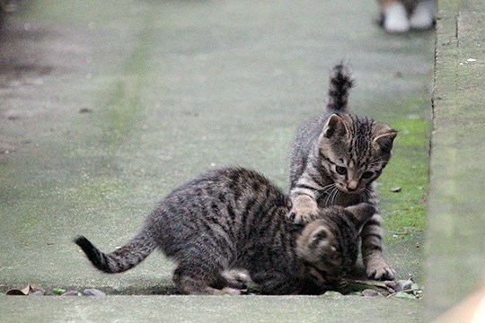 街のねこたち