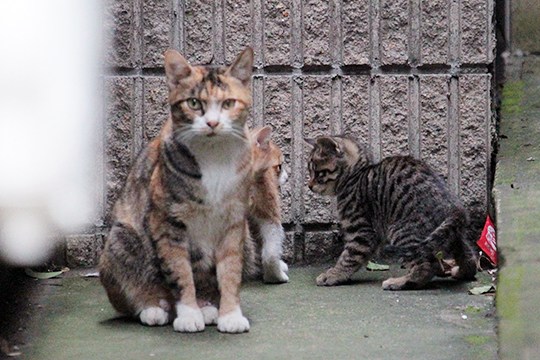 街のねこたち