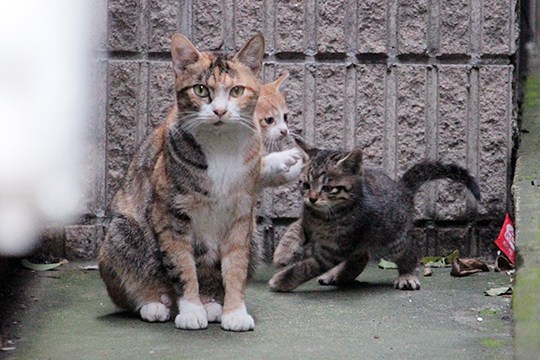 街のねこたち