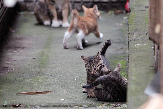 街のねこたち