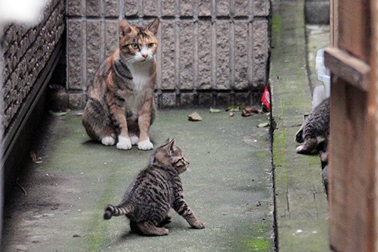 街のねこたち