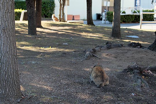 街のねこたち