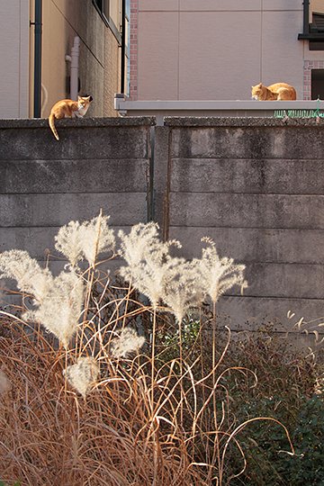 街のねこたち