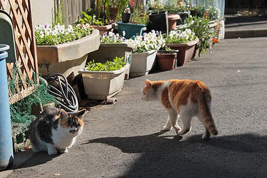 街のねこたち