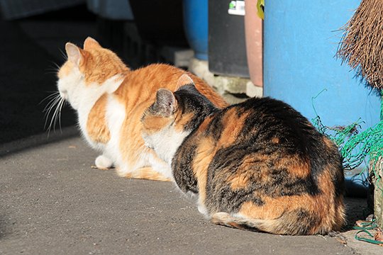街のねこたち