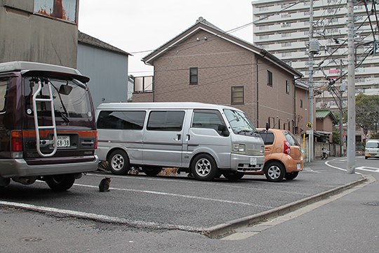 街のねこたち