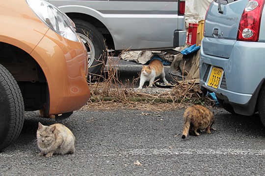 街のねこたち