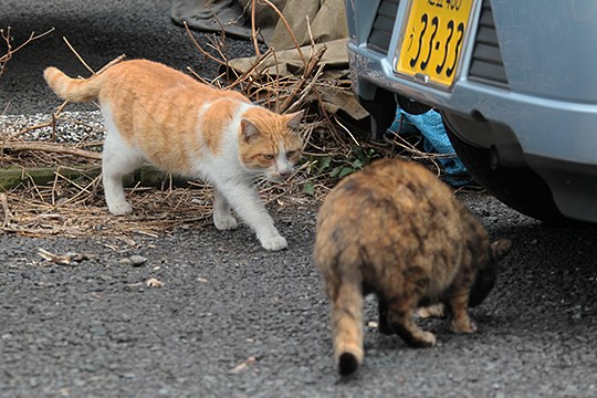 街のねこたち