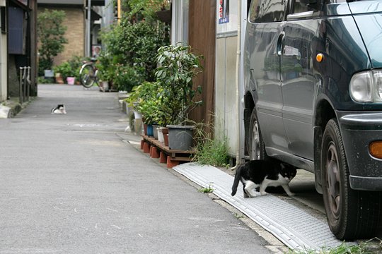 街のねこたち