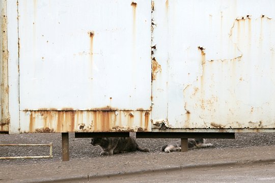 街のねこたち