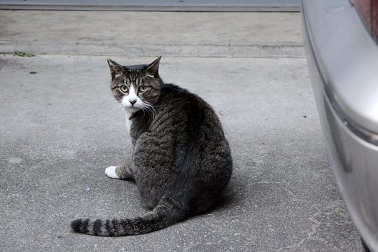 街のねこたち