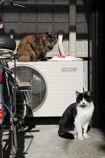 街のねこたち