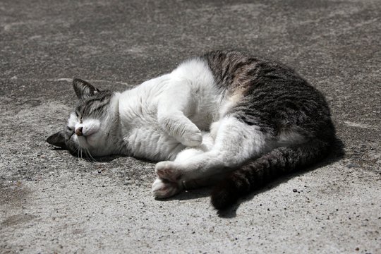 街のねこたち