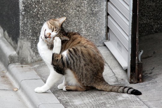 街のねこたち
