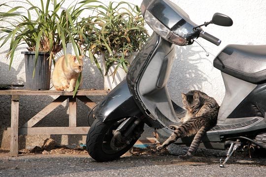 街のねこたち