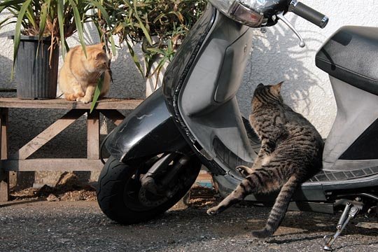 街のねこたち
