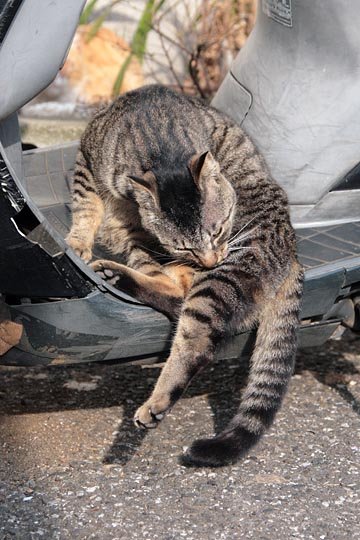 街のねこたち