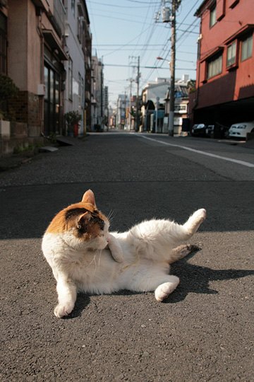 街のねこたち