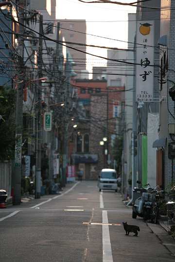 街のねこたち