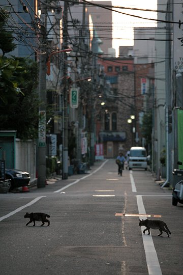 街のねこたち