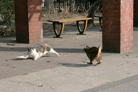 街のねこたち