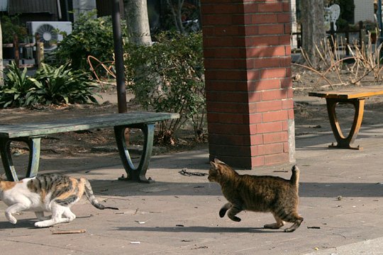 街のねこたち