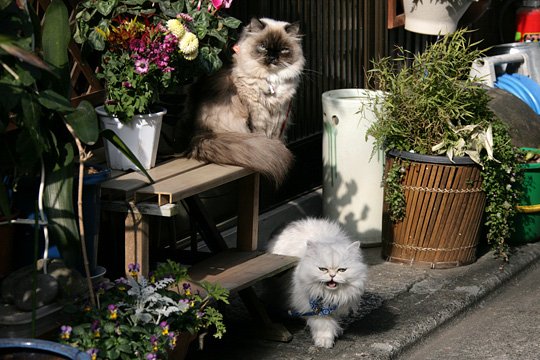 街のねこたち