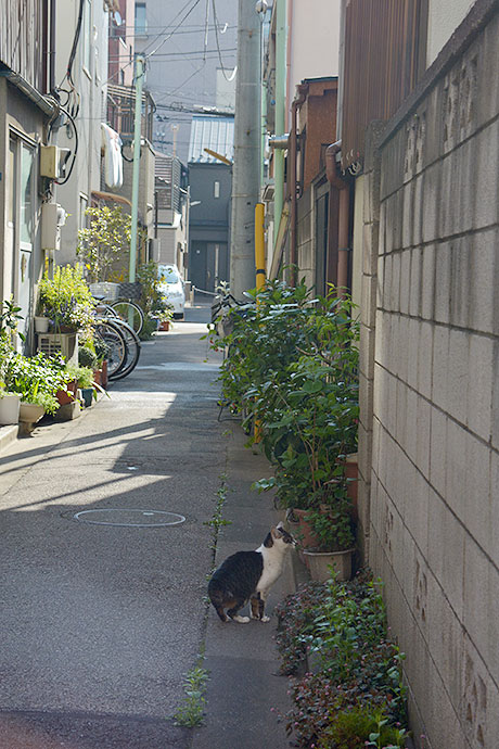 街のねこたち