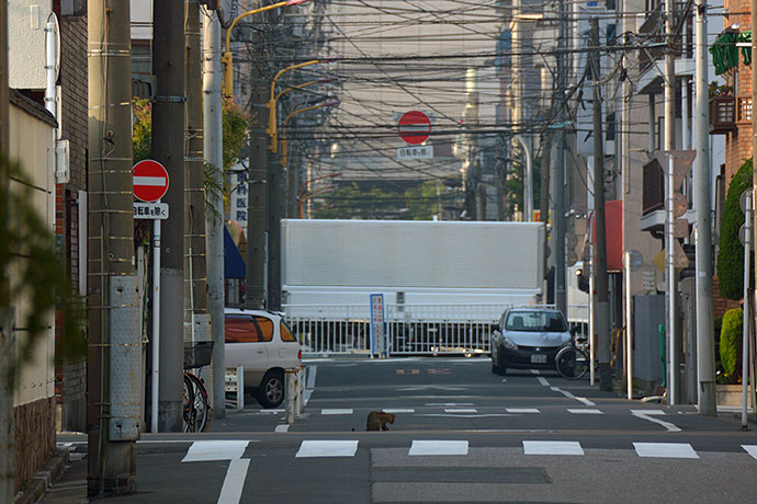 街のねこたち