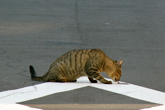 街のねこたち