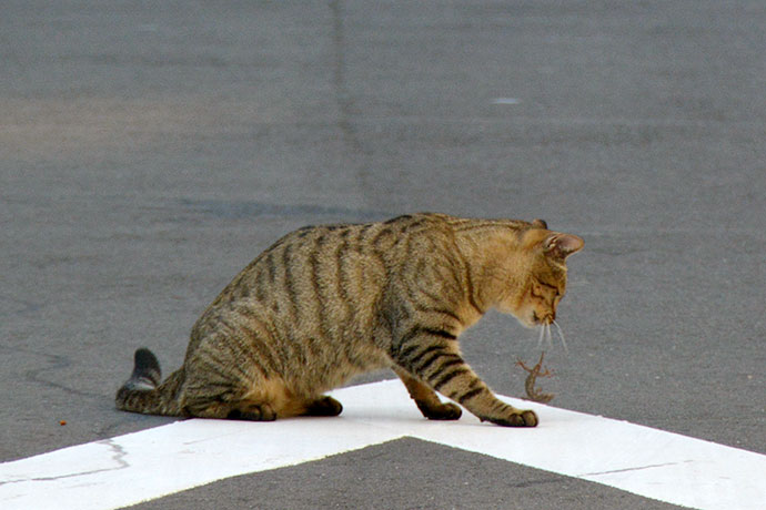 街のねこたち