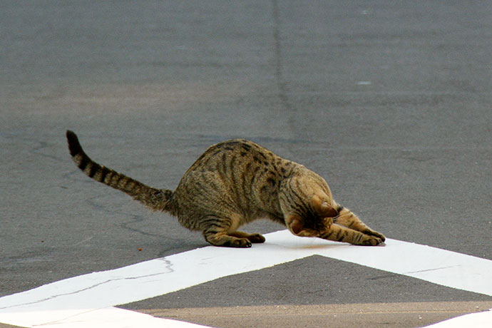 街のねこたち