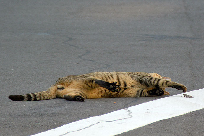 街のねこたち