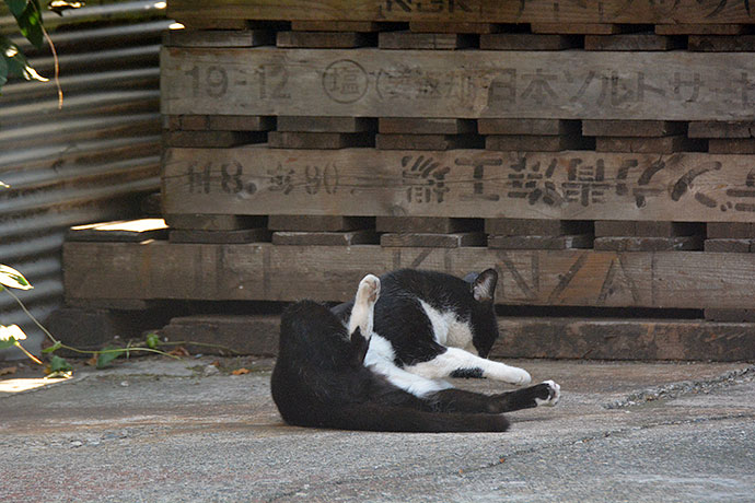 街のねこたち