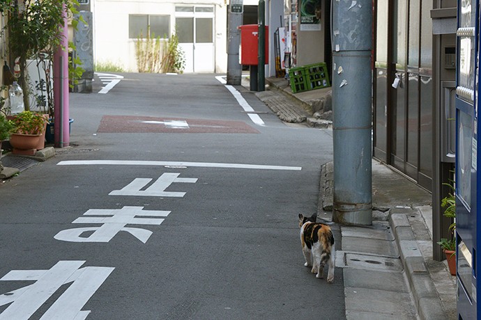街のねこたち