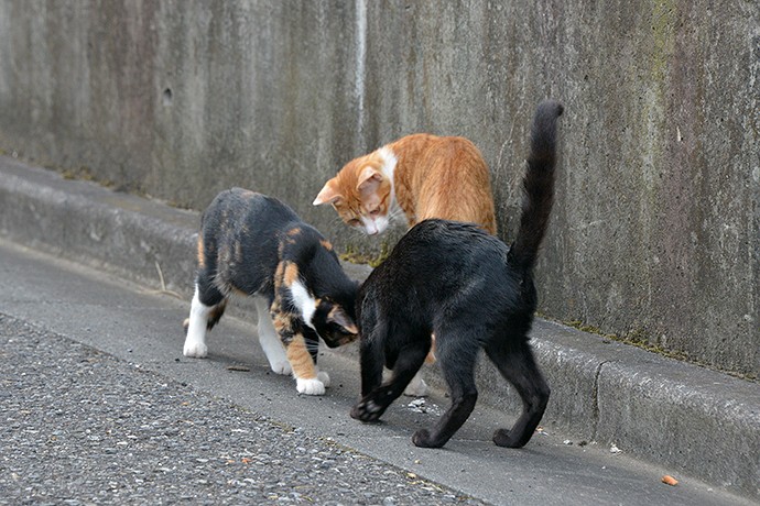 街のねこたち