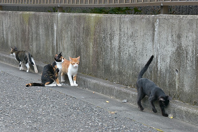 街のねこたち
