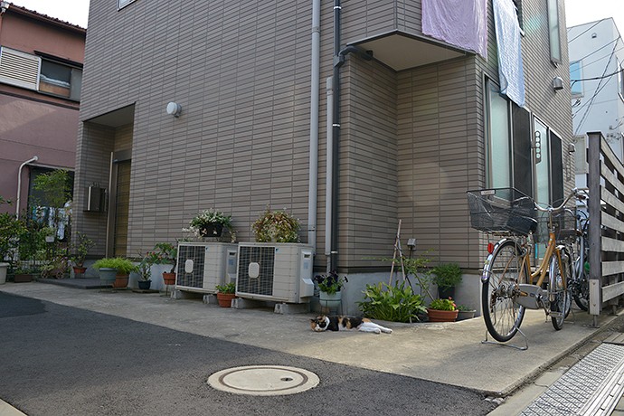 街のねこたち