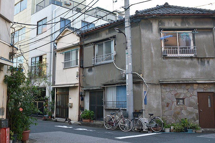街のねこたち
