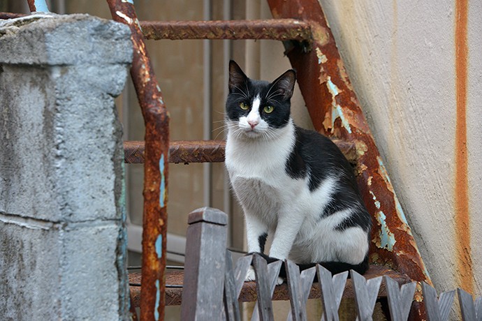 街のねこたち