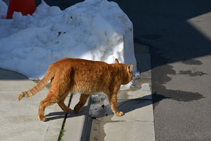 街のねこたち