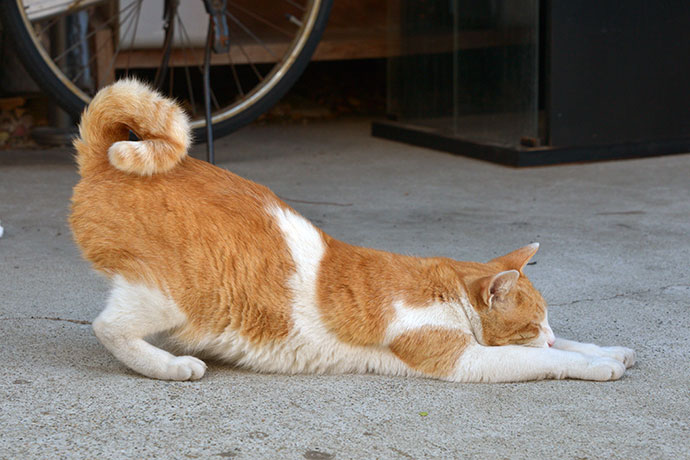 街のねこたち