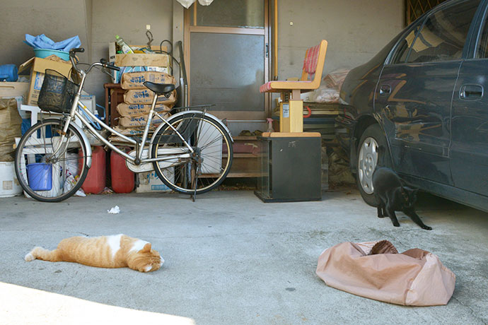 街のねこたち
