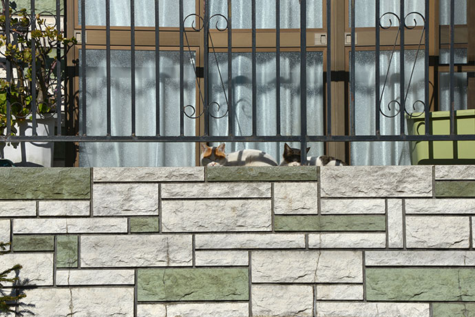 街のねこたち