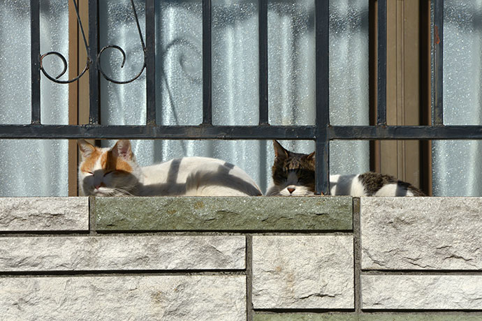 街のねこたち