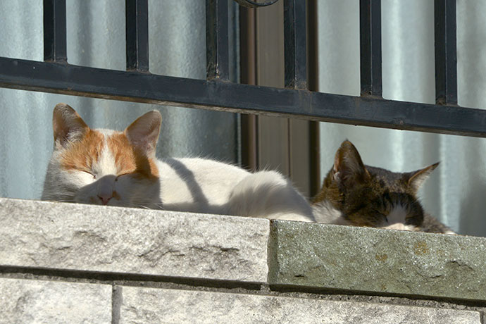 街のねこたち
